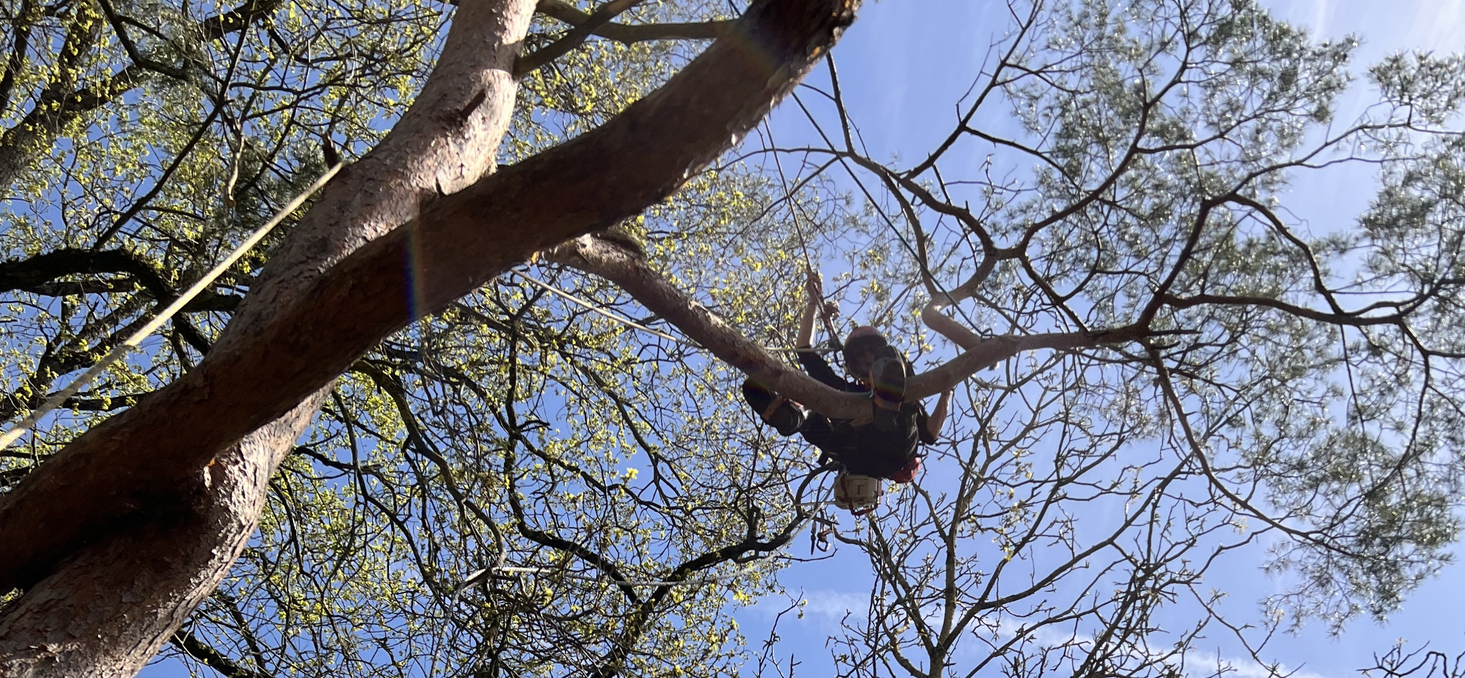 Fox Élagage : démontage et abattage arbre à Saint-Avertin & Saint-Cyr en Indre-et-Loire (37)